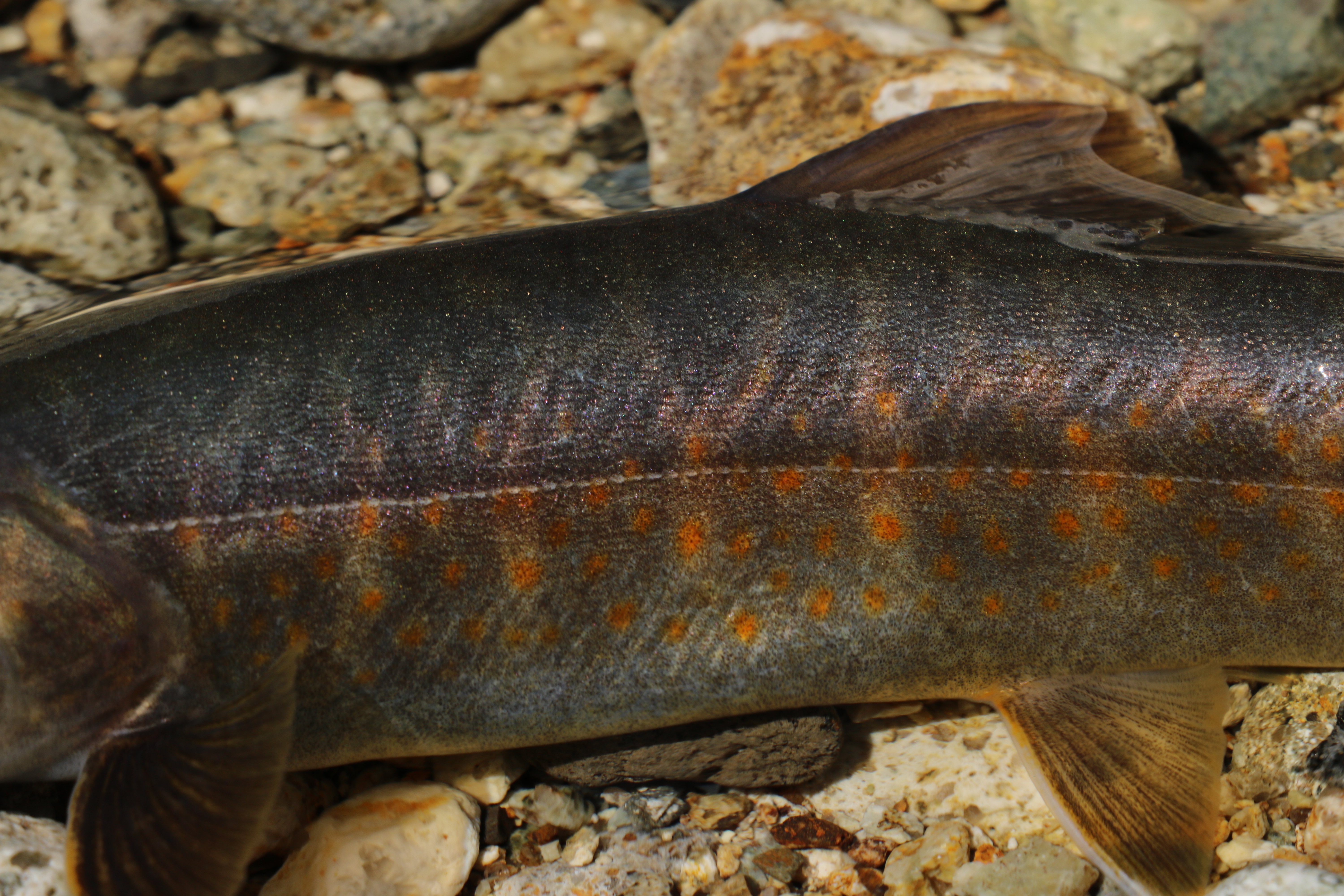 木曽川水系 ヤマトイワナ — 全身側面
