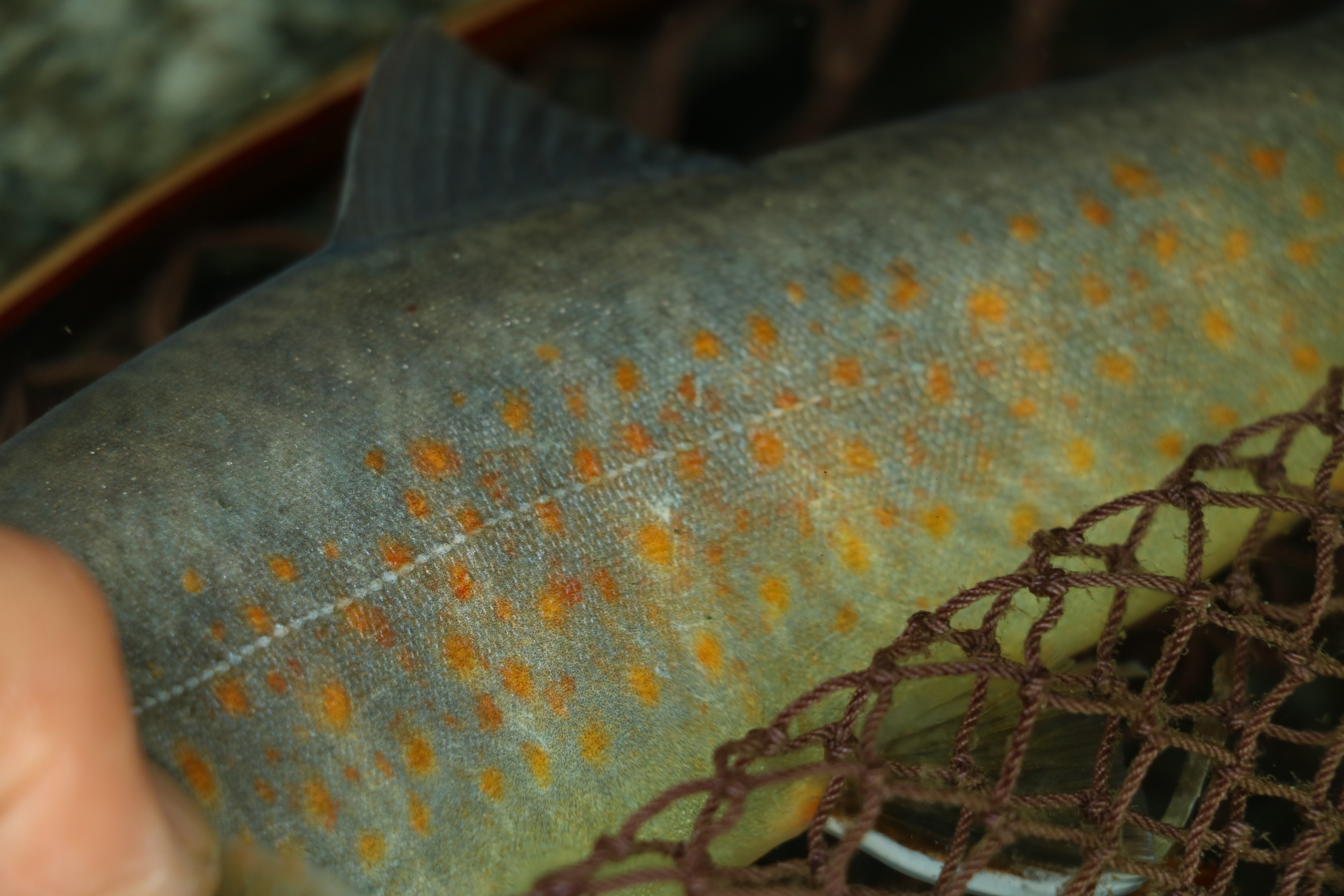 木曽川水系 ヤマトイワナ — 体側斑紋