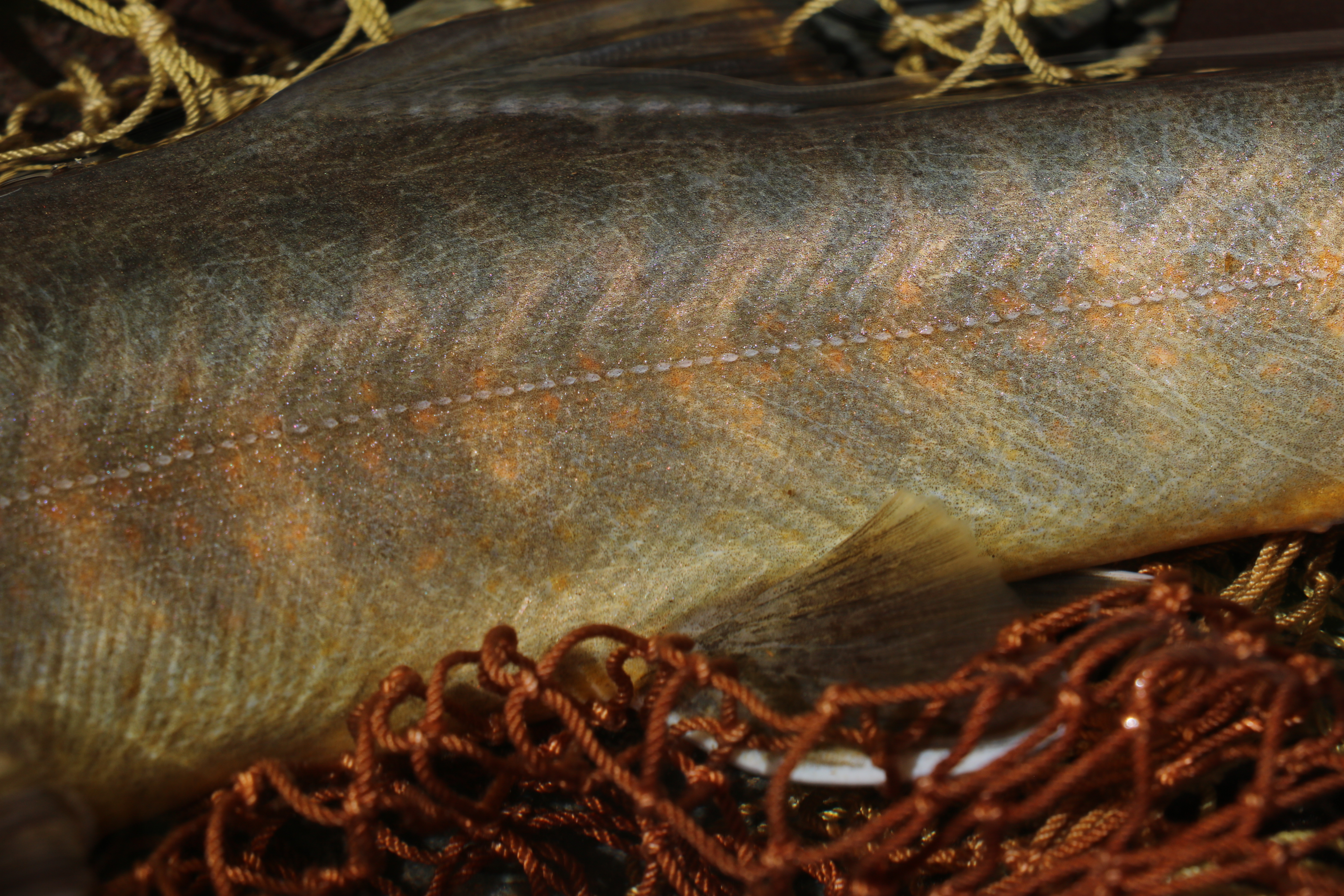 大井川水系 ヤマトイワナ — 鱗列