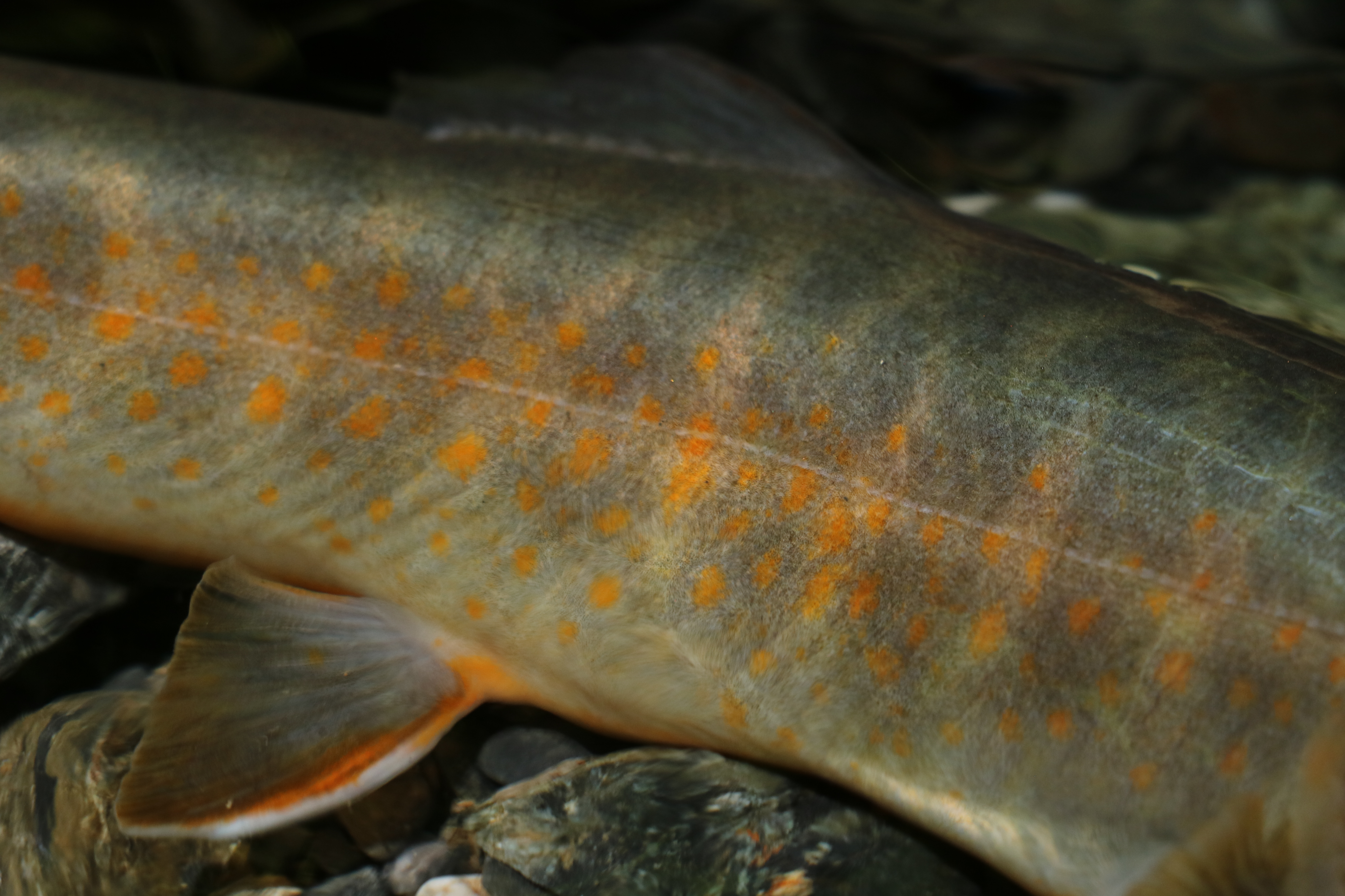 天竜川水系 ヤマトイワナ — 体側斑紋